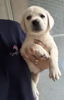 Benny, a male Labrador Retriever for sale in Springfield, MO – 1 of 3
