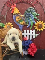 Frankie , a male Labrador Retriever for sale in Springfield, MO – 6 of 6