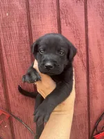 Rusty, a male Labrador Retriever for sale in Springfield, MO – 6 of 10