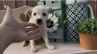 Jolly, a female Labrador Retriever for sale in Springfield, MO – 4 of 5
