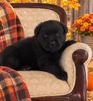Sally, a female Labrador Retriever for sale in Springfield, MO – 8 of 9