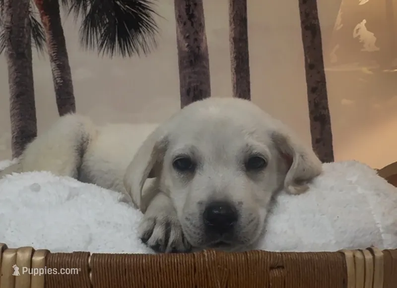  Nutmeg  – Labrador Retriever puppy for sale in Springfield, MO