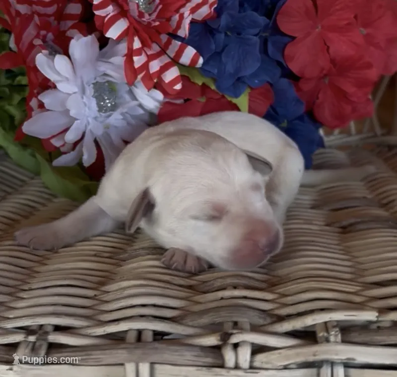 Izzy – Labrador Retriever puppy for sale in Springfield, MO