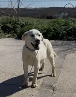Danny, a male Chow Chow and Labrador Retriever for sale in Springfield, MO – Photo 8 of 8