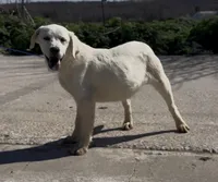 Danny, a male Chow Chow and Labrador Retriever for sale in Springfield, MO – Photo 3 of 8