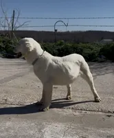 Danny, a male Chow Chow and Labrador Retriever for sale in Springfield, MO – Photo 4 of 8