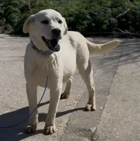 Danny, a male Chow Chow and Labrador Retriever for sale in Springfield, MO – Photo 6 of 8