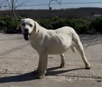 Danny, a male Chow Chow and Labrador Retriever for sale in Springfield, MO – Photo 5 of 8