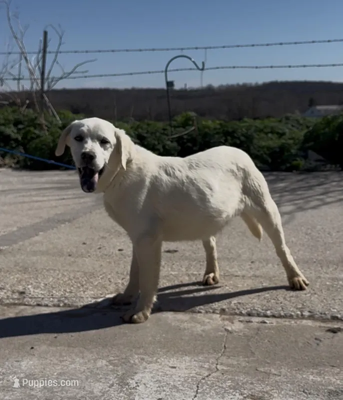 Danny – Chow Chow, Labrador Retriever puppy for sale in Springfield, MO