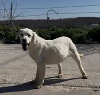Danny, a male Chow Chow and Labrador Retriever for sale in Springfield, MO – Photo 2 of 8