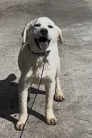 Danny, a male Chow Chow and Labrador Retriever for sale in Springfield, MO – Photo 7 of 8