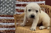 Birch, a male Chow Chow and Labrador Retriever for sale in Springfield, MO – 2 of 5