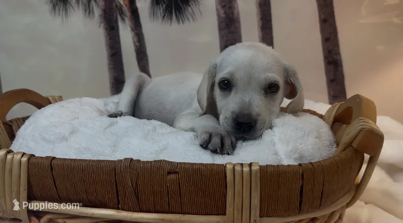 Ginger – Labrador Retriever puppy for sale in Springfield, MO