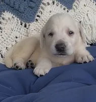Presley, a female Labrador Retriever for sale in Springfield, MO – 3 of 3