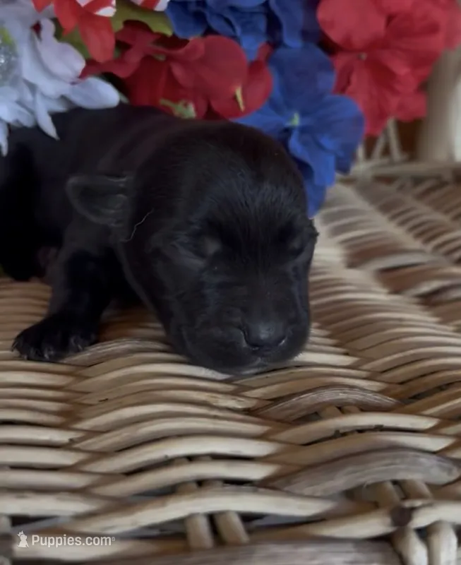 Rusty – Labrador Retriever puppy for sale in Springfield, MO