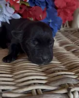 Rusty, a male Labrador Retriever for sale in Springfield, MO – 4 of 5