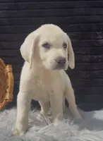 Sissy, a female Labrador Retriever for sale in Springfield, MO – 8 of 8