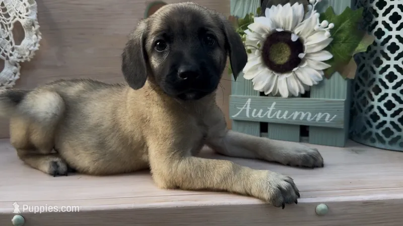 Wilma – Chow Chow, Labrador Retriever puppy for sale in Springfield, MO