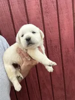 Gorge , a male Labrador Retriever for sale in Springfield, MO – 2 of 8