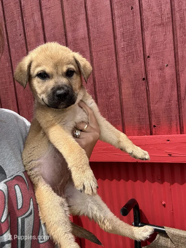 Dixie  – Labrador Retriever, Mastador puppy for sale in Springfield, MO