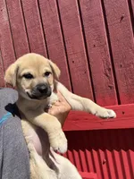 Dixie , a female Labrador Retriever and Mastador for sale in Springfield, MO – Photo 4 of 5