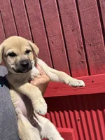 Dixie , a female Labrador Retriever and Mastador for sale in Springfield, MO – Photo 3 of 5