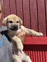 Dixie , a female Labrador Retriever and Mastador for sale in Springfield, MO – Photo 2 of 5