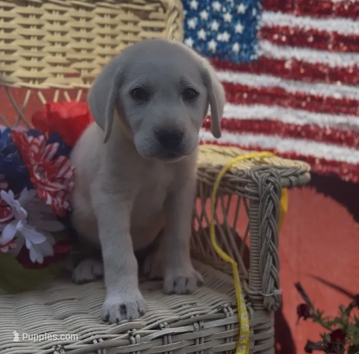 Bentley – Labrador Retriever puppy for sale in Springfield, MO