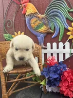 Maggie, a female Labrador Retriever for sale in Springfield, MO – 4 of 6