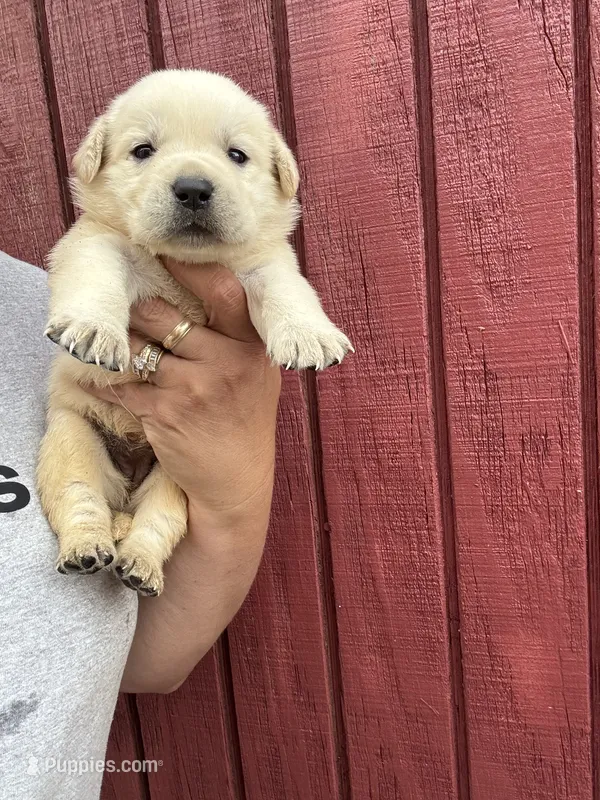 Maggie – Labrador Retriever puppy for sale in Springfield, MO