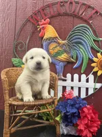 Bud, a male Labrador Retriever for sale in Springfield, MO – 4 of 6