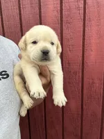 Frankie , a male Labrador Retriever for sale in Springfield, MO – 2 of 6