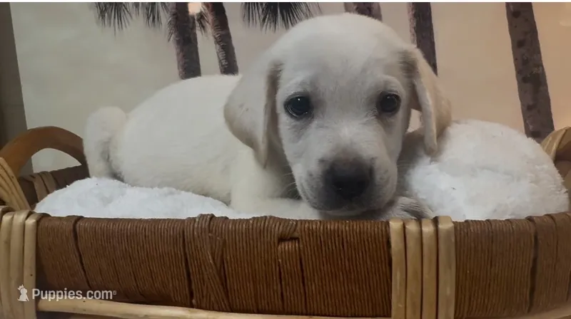 Buddy – Labrador Retriever puppy for sale in Springfield, MO