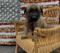 Wilma, a female Chow Chow and Labrador Retriever for sale in Springfield, MO – 7 of 10