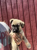 Roxie, a female Labrador Retriever and Mastador for sale in Springfield, MO – 5 of 9