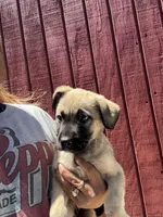 Roxie, a female Labrador Retriever and Mastador for sale in Springfield, MO – 8 of 9