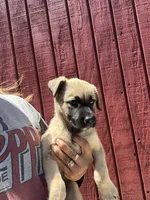 Roxie, a female Labrador Retriever and Mastador for sale in Springfield, MO – 9 of 9