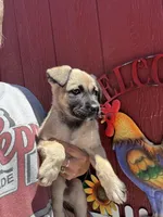 Roxie, a female Labrador Retriever and Mastador for sale in Springfield, MO – 7 of 9