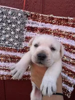 River, a female Labrador Retriever for sale in Springfield, MO – 8 of 9