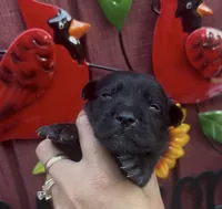 Jack, a male Labrador Retriever for sale in Springfield, MO – 6 of 9
