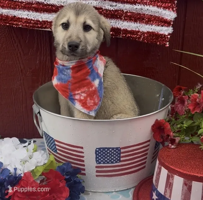 Franky  – Labrador Retriever, English Mastiff puppy on hold in Springfield, MO
