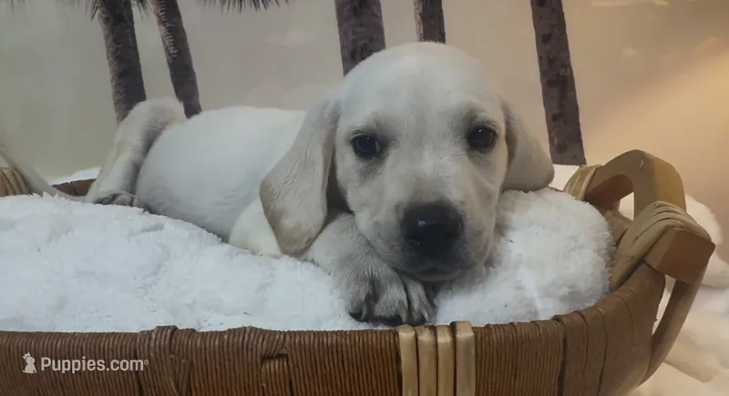 Izzy – Labrador Retriever puppy for sale in Springfield, MO