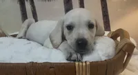 Izzy, a female Labrador Retriever for sale in Springfield, MO – 1 of 7