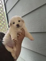 Silky, a female Australian Cattle Dog and Great Pyrenees for sale in Springfield, MO – Photo 2 of 6