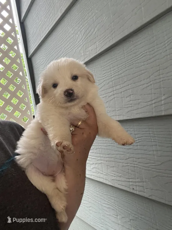 Silky – Australian Cattle Dog, Great Pyrenees puppy for sale in Springfield, MO