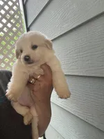 Silky, a female Australian Cattle Dog and Great Pyrenees for sale in Springfield, MO – Photo 3 of 6