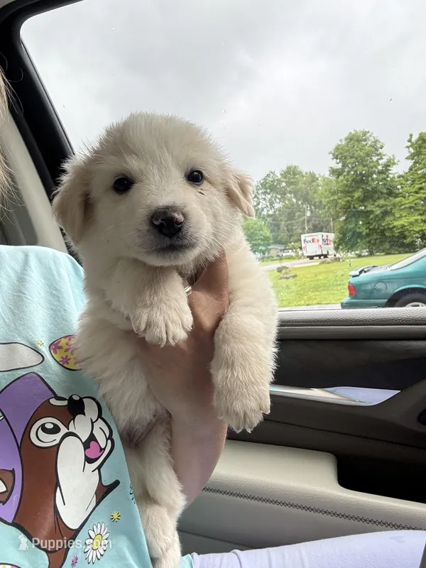 Silky – Australian Cattle Dog, Great Pyrenees puppy for sale in Springfield, MO