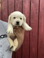 Baby, a female Labrador Retriever for sale in Springfield, MO – 2 of 9