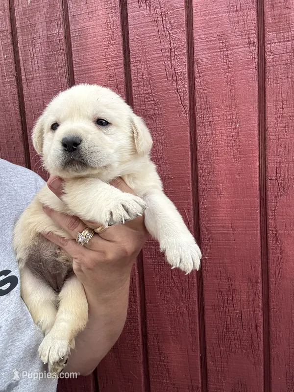 Ginnie  – Labrador Retriever puppy for sale in Springfield, MO
