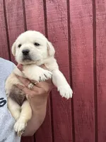 Ginnie , a female Labrador Retriever for sale in Springfield, MO – 1 of 6